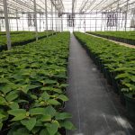 greenhouse in Connecticut with poinsettias in it